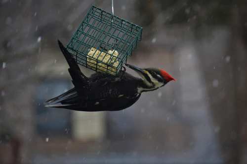 A woodpecker hangs upside down from a feeder filled with food, surrounded by falling snow.