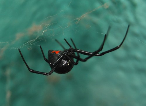 A close-up of a black widow spider hanging in its web, featuring a distinctive red hourglass marking on its abdomen.