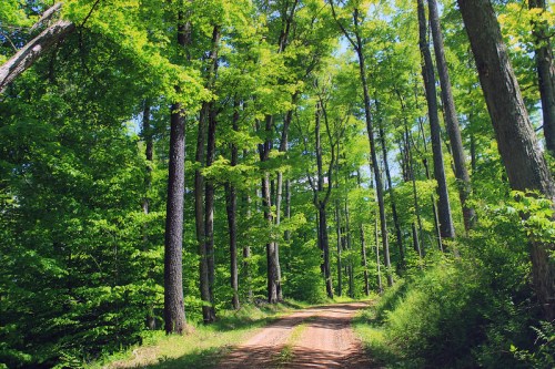 A dirt path winds through a lush green forest with tall trees and vibrant foliage on a sunny day.
