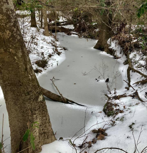 A frozen stream surrounded by trees and snow, with a few patches of grass visible along the banks.