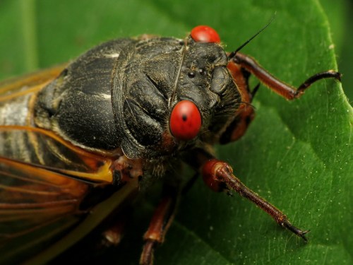 Close-up of a cicada on a green leaf, showcasing its detailed body and bright red eyes.