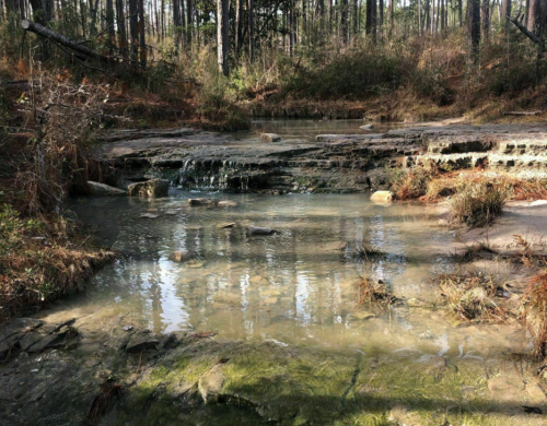 A serene forest scene featuring a small stream flowing over rocks, surrounded by trees and greenery.