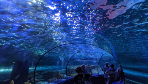 Visitors observe marine life through a curved underwater tunnel illuminated by blue light.