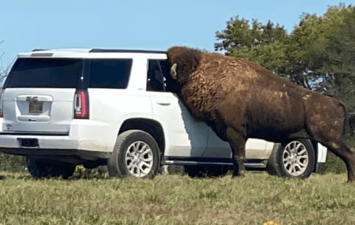 A large bison leans against a white SUV parked in a grassy area under a clear blue sky.