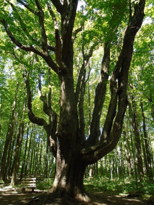 A large, gnarled tree with multiple branches reaching upward, surrounded by lush green foliage in a forest.