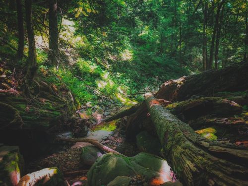 A serene forest scene with lush greenery, fallen logs, and a rocky stream bed illuminated by soft sunlight.