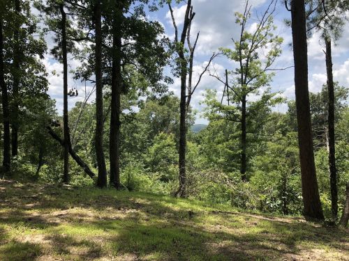 A serene forest scene with tall trees and a view of distant hills under a partly cloudy sky.