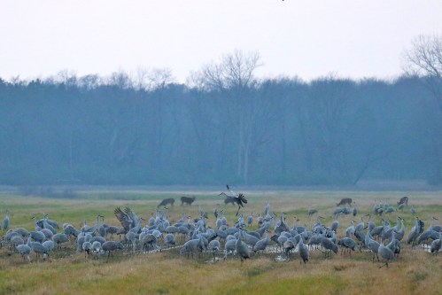 A flock of cranes gathers in a grassy field, with trees and deer visible in the background under a cloudy sky.