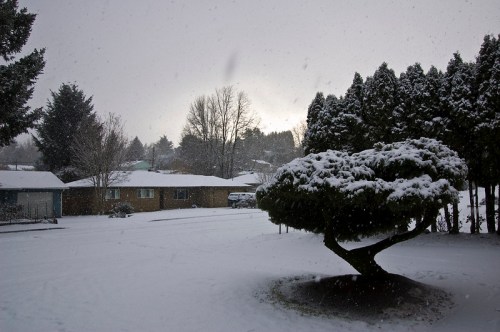 A snowy suburban scene with a tree in the foreground and houses in the background under a gray sky.