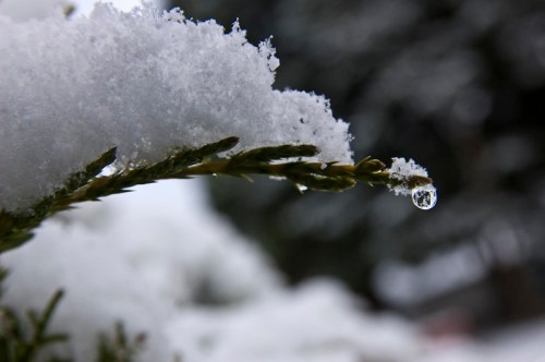 A close-up of a snow-covered branch with a droplet of water hanging from it, surrounded by a snowy landscape.