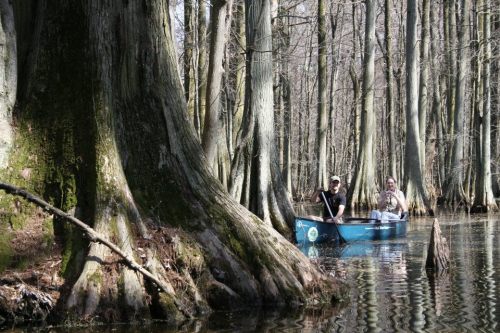 Two people in a blue canoe navigate through a serene, tree-lined swamp with tall, moss-covered cypress trees.