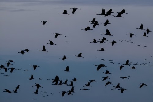 A flock of birds flying in formation against a twilight sky, creating a serene and dynamic scene.