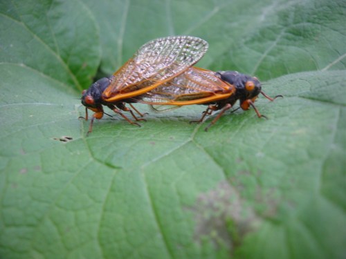 Two cicadas with transparent wings resting on a green leaf.