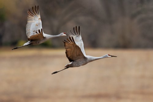 Two sandhill cranes flying gracefully over a blurred, grassy landscape.