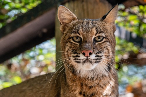 A close-up of a bobcat with striking features, set against a blurred natural background.