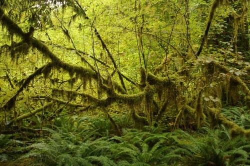 Lush green forest with moss-covered branches and ferns, creating a vibrant, tranquil natural scene.