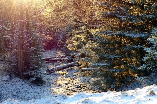 A serene winter scene with snow-covered ground, trees, and sunlight filtering through the branches.