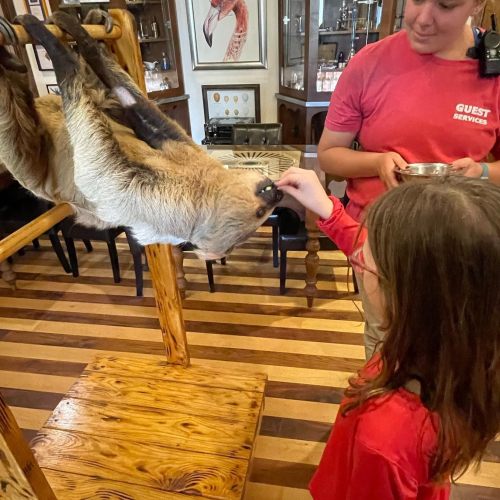 A child interacts with a sloth while a staff member observes in a cozy indoor setting.