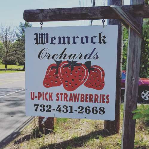 Sign for Wemrock Orchards featuring strawberries and information for U-Pick strawberries, including a phone number.
