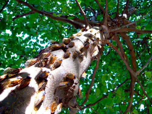 A close-up of a tree trunk covered in cicadas, surrounded by vibrant green leaves and sunlight filtering through.