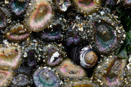 Close-up of colorful sea anemones and a snail on a rocky shore, surrounded by sand and small pebbles.