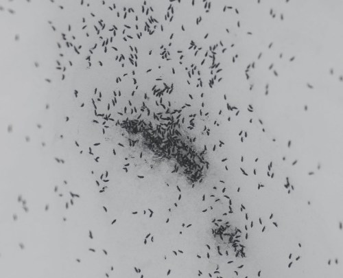 Aerial view of numerous ants scattered across a light surface, creating a dynamic, chaotic pattern.