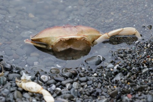 A crab rests on wet pebbles, partially submerged in shallow water, with a small fish nearby.