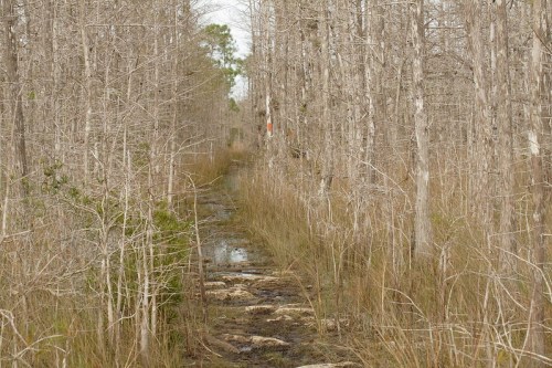 A narrow, muddy path through a sparse, dry forest with bare trees and tall grass on either side.