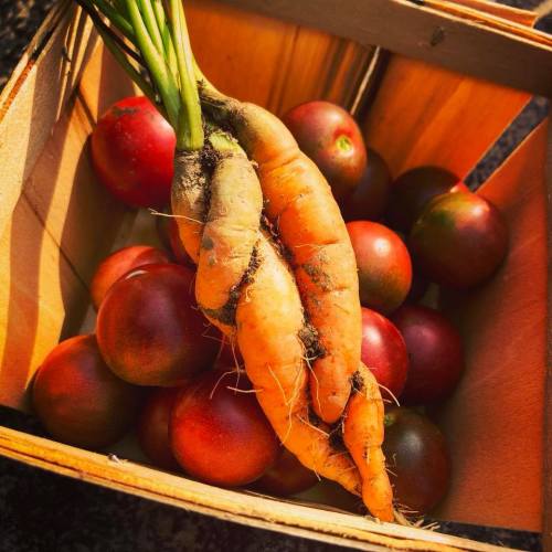 A wooden basket filled with ripe red tomatoes and two freshly harvested carrots.