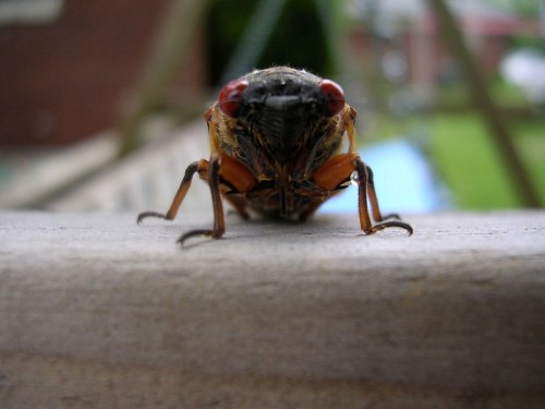Close-up of a cicada on a wooden surface, showcasing its red eyes and detailed body. Green background blurred.