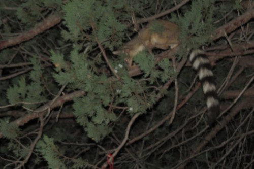 A small animal with a striped tail perched on a tree branch among green foliage at night.
