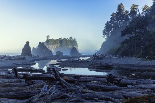 A misty coastal scene with rocky formations, driftwood, and trees along the shore, reflecting in calm water.