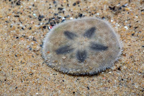 A flat, round sand dollar resting on sandy ocean floor, featuring a star pattern and fine, fuzzy edges.