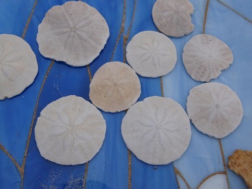 A collection of sand dollars arranged on a blue surface, showcasing their unique star patterns and textures.