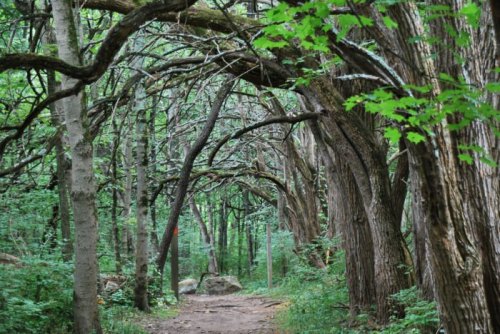 A serene forest path lined with trees, their branches arching overhead, creating a natural canopy.