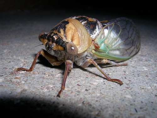 Close-up of a cicada on a surface, showcasing its detailed body, large eyes, and transparent wings.