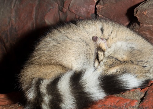 A curled-up fox resting against a rocky surface, showcasing its soft fur and bushy tail.
