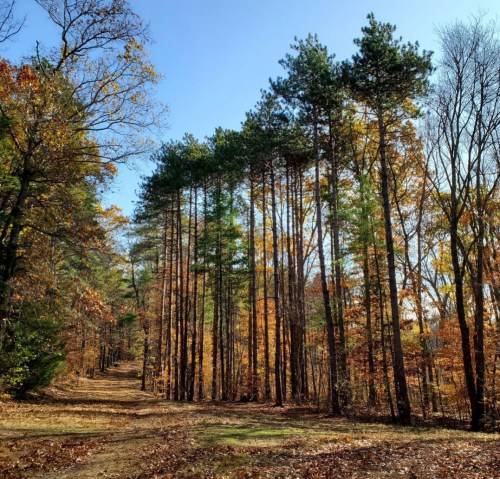 Tall pine trees line a path in a forest, with autumn leaves in vibrant colors under a clear blue sky.