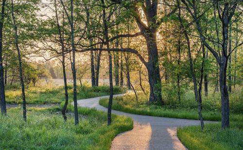 A winding path through a lush green forest, illuminated by soft sunlight filtering through the trees.