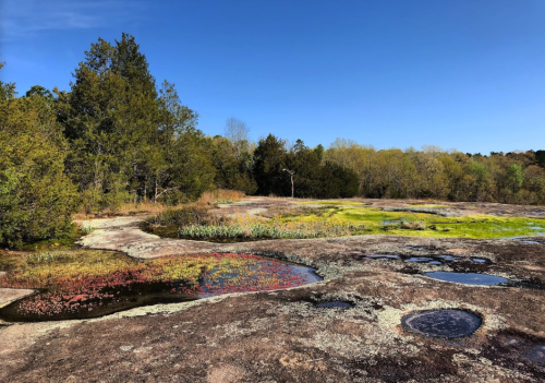 A rocky landscape with patches of colorful vegetation and small pools of water under a clear blue sky.