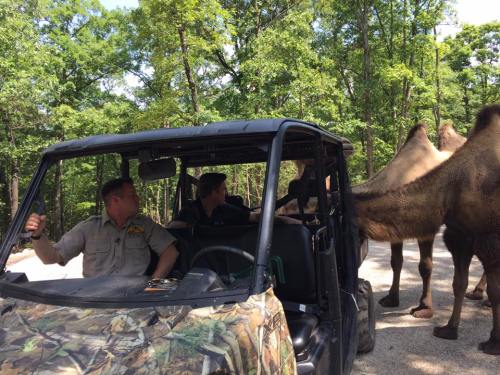 Two men in a vehicle surrounded by camels in a wooded area, enjoying a wildlife experience.