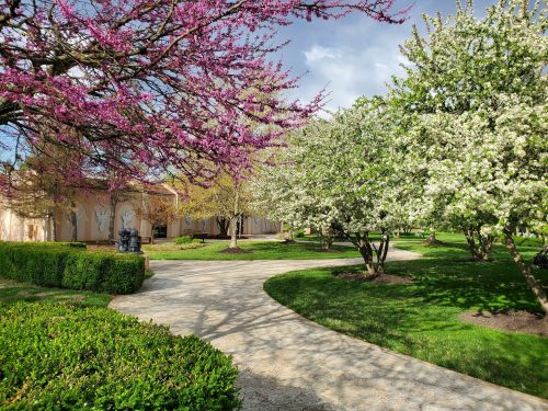 A scenic garden path lined with blooming pink and white trees, leading to a building in the background.