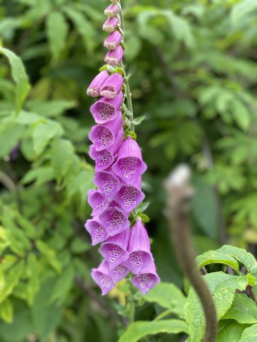 A close-up of a tall purple foxglove flower with bell-shaped blooms against a green background.