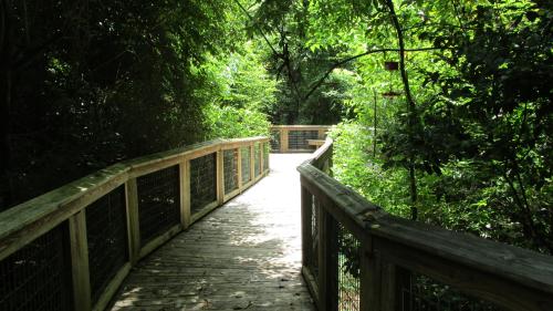 A wooden boardwalk winding through lush green foliage in a serene, natural setting.