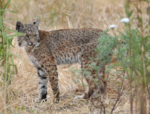 A bobcat stands in tall grass, looking back with alert eyes, surrounded by greenery and dry foliage.