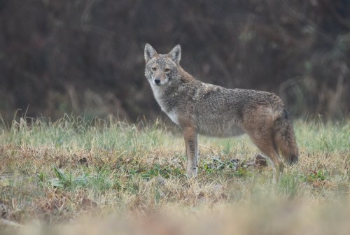 A coyote stands alert in a grassy field, surrounded by blurred foliage in the background.