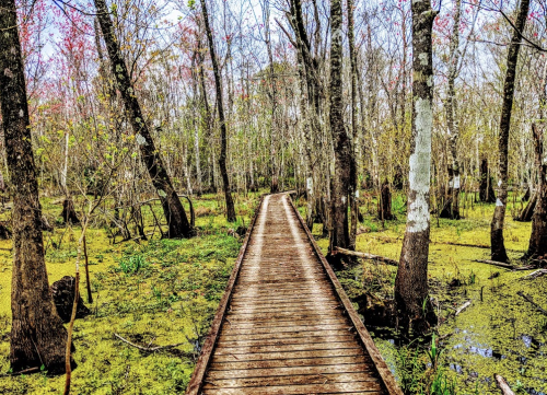 A wooden boardwalk winds through a vibrant swamp, surrounded by trees and lush greenery.