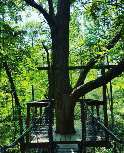 A wooden platform with a tree growing through it, surrounded by lush green foliage in a forest setting.