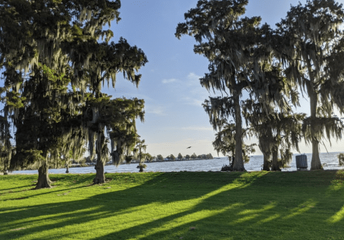 A serene lakeside view with tall trees draped in Spanish moss and lush green grass under a clear blue sky.
