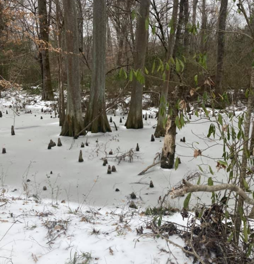 A winter scene of a swamp with cypress trees and snow-covered ground, featuring visible cypress knees.
